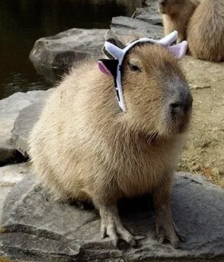 capybara 1323