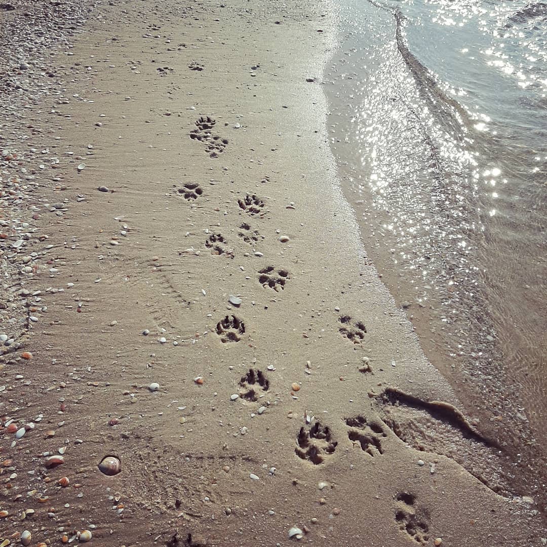 בהרצליה- חוף ים לכלבים משוחררים