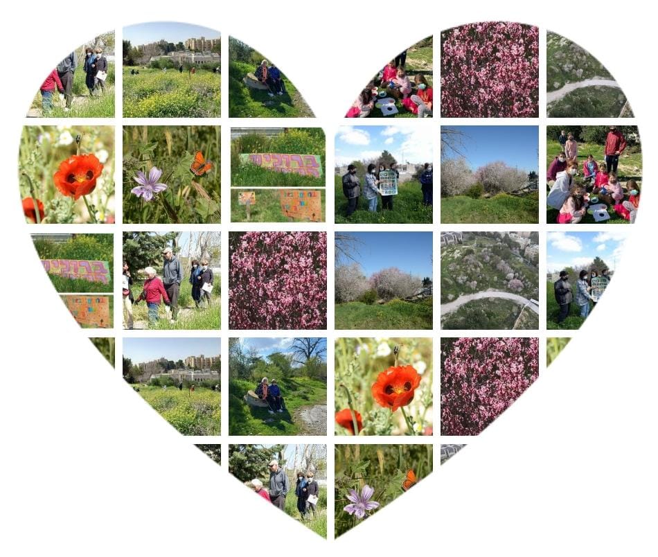 מצילים את חורשת השקדיות בגבעה הצרפתית- Save the Almond Park