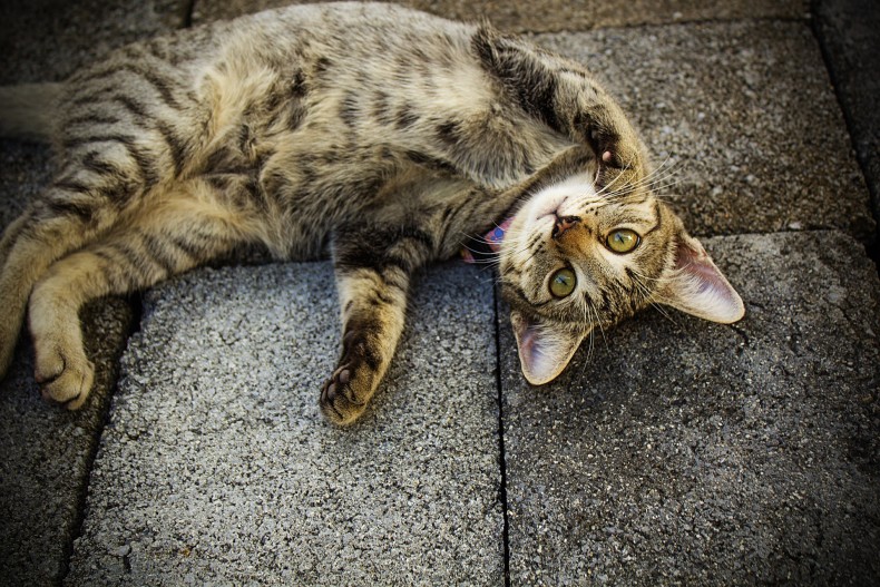 חיסון עיקור וסירוס חתולי רחוב