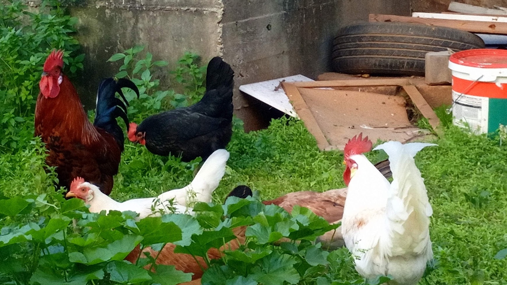 הגנה על אוכלוסיית התרנגולים בשוק תלפיות בחיפה.